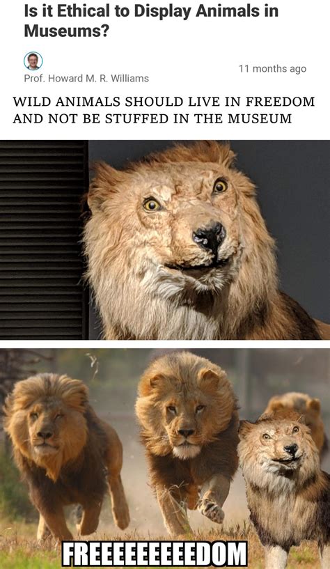 Gratuit Bad Taxidermy Lion Meme Blaguesus