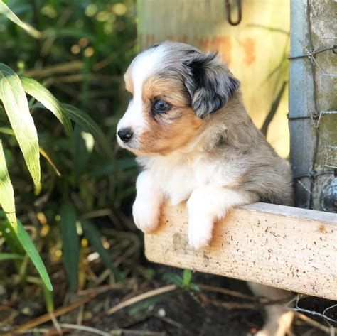 Australian Shepherd Puppies For Sale In Ga Asca Looking For A Puppy