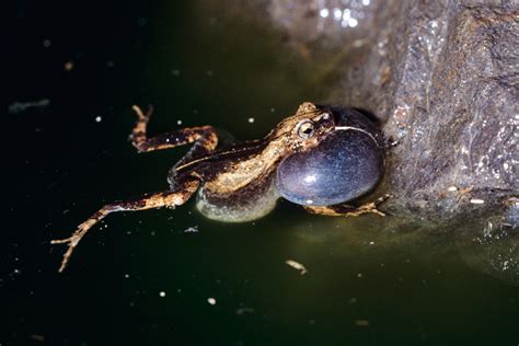 Frog Sex In The City Smithsonian Tropical Research Institute