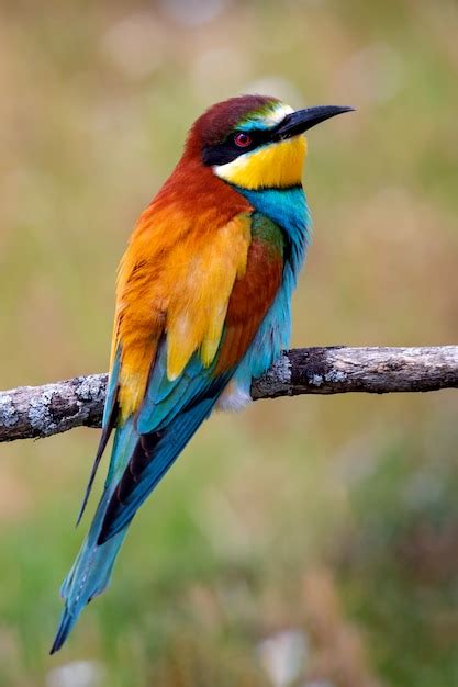 Premium Photo Portrait Of A Colorful Bird