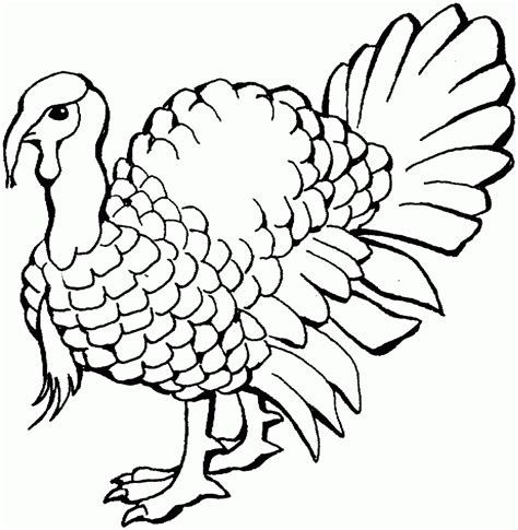 Turkeys Coloring Pages Learny Kids
