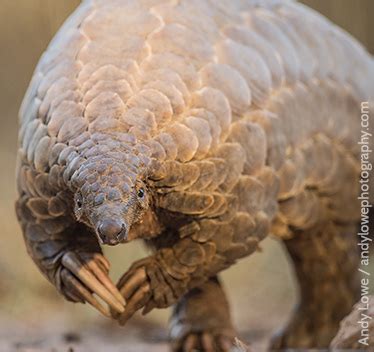 Each scale has three points, which is why they're sometimes the pangolin has sharp claws that it uses to dig into the earth and search for insects. Help us scale back pangolin trafficking! | African ...