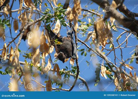 Australian Flying Fox Bat Stock Image Image Of Flying 159338741