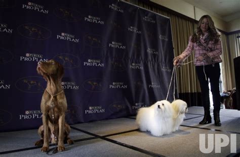 Photo Westminster Dog Show Meet The Breeds Nyp20150121108