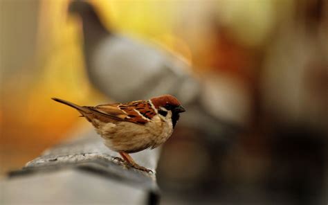 Beautiful Sparrow Bird Seating Hd Wallpapers Hd Wallpapers