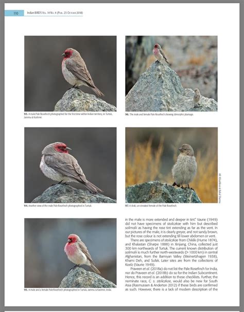 Pale Rosefinch Carpodacus Stoliczkae First Photographic Record In