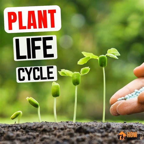 Plant Life Cycle For Kids Fun Teaching Ideas And Hands On Experiments