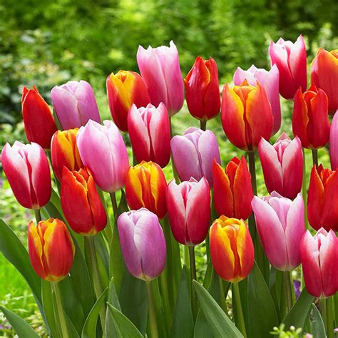Tulipan Tulip Gigant Mix 30 Szt Cebule Kłącza I Bulwy Tulipany