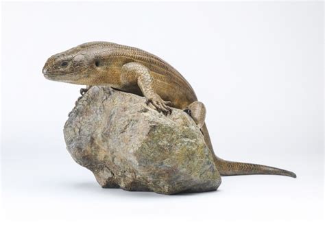 Gallery Pangolin Mauritius Giant Skink By Nick Bibby