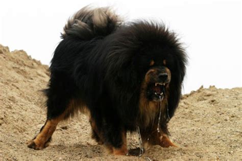Tibetan Mastiff Dogs We Need To Know