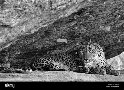Leopard En Una Roca Las Hembras De Leopardo De Sri Lanka Panthera