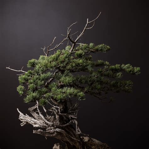 Bristlecone Pine No 3 Bonsai Mirai