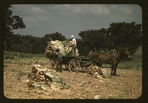 Counter culture plus is lexington's most personal remodeler as we provide more services under one roof than just about. Harvesting Tobacco 1940 Near Lexington, KY | Burley ...