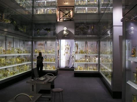 should human remains be displayed in museums ucl researchers in museums