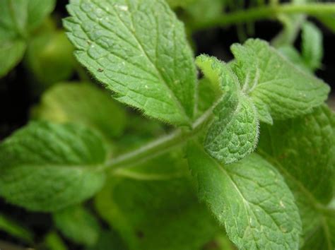 Apple Mint Uses Information And Tips For Growing Apple Mint Plants