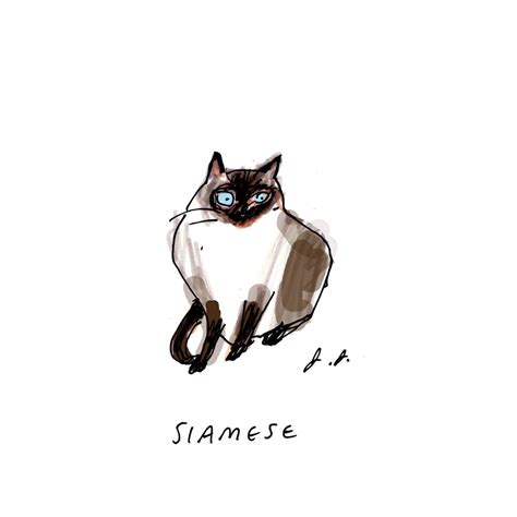 Siamese Cat Cats Illustration Cat Art Illustration Cat Art Print