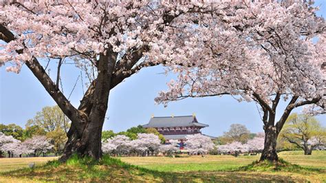 Nara Cherry Blossoms In Heijo Palace Site Viaje A Japón