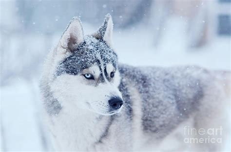 Snow Flakes On The Head Siberian Husky Dog In Winter Blizzard Ou
