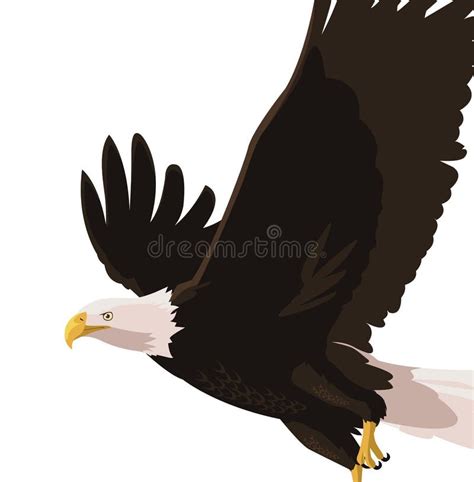 Beautiful Bald Eagle Flying Stock Illustration Illustration Of