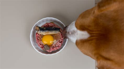 Can Dogs Eat Raw Eggs I We Feed Raw
