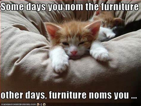 10 Funny Cats Losing Battle Against Human Furniture Viral Cats Blog