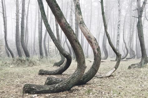 Crooked Forest 400 Pine Trees Are Oddly Bent 90 Degrees Parallel To