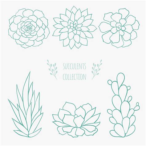 Succulent Plant Clip Art Vector Images And Illustrations Istock