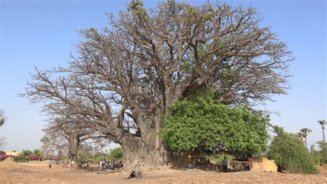 Largest Baobab Tree Senegal Africa Stock Footage Video 100 Royalty Free 21993940 Shutterstock