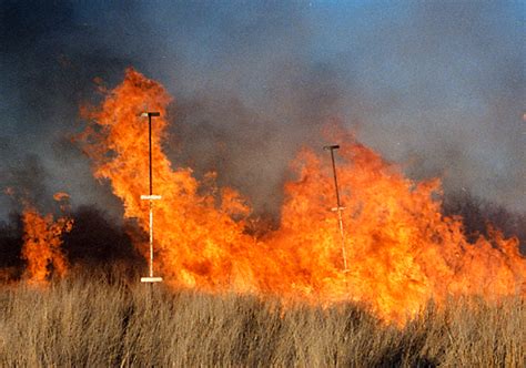 Aiming Fire At Seedlings May Be Key To Rangeland Mesquite Control