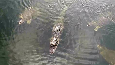 Wildlife Officials Vow To Find Gator That Dragged Boy To His Death