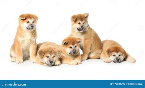 Cute Akita Inu Puppies On Background Baby Animals Stock Image Image