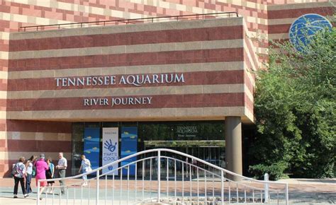 Get Your Feet Wet At The Tennessee Aquarium In Chattanooga See The South