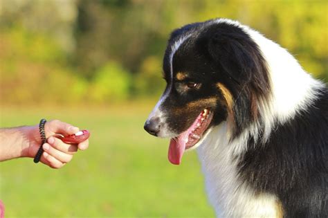 How To Use Clickers For Dog Training Tips