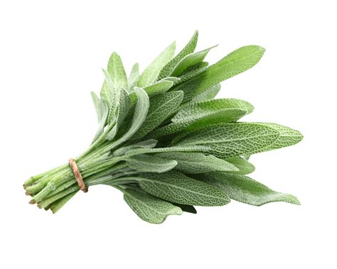 Sage Flavouring For Food And Drink Industry Stringer Flavour Uk