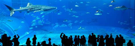 However, you can skip the lines and make the most of any deals or discounts. Entrada al Monterey Bay Aquarium - Tourse - Excursiones