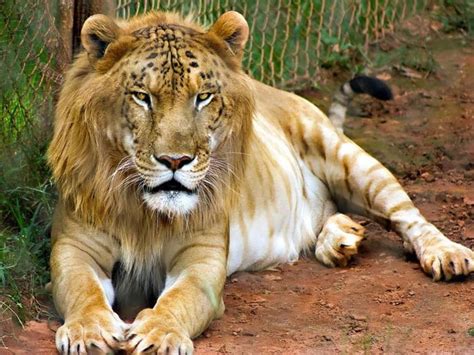 This Is A Tigon Being A Cross Between A Male Tiger And A Female Lion