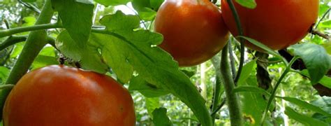 Harvesting Tomatoes Made Easy Espoma