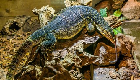 Top 10 Coolest Pet Lizards Before Owning A Lizard As A Pet You Should