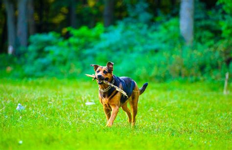 HELP! My dog has been skunked! - Vet In St Charles | Loyal Companions