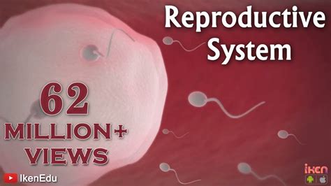 Learn About The Male And Female Reproductive Systems