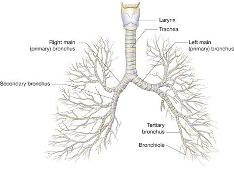 The Bronchial Tree Note How Each Main Bronchus Enters A Lung And Then