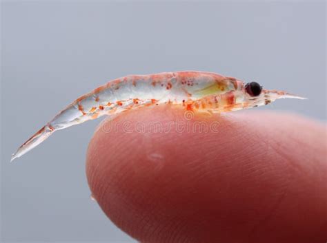 El Krill Puede Ser Minúsculo En Estatura Pero Juegan Un Papel Gigante