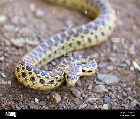 Pacific Gopher Snake Pituophis Catenifer Catenifer Adult In