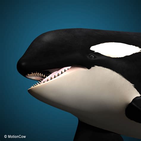 3d Orca Killer Whale Model Turbosquid 1172341