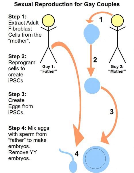 sexual reproduction for gay couples step 1 extract adult fibroblast cells from the step 2