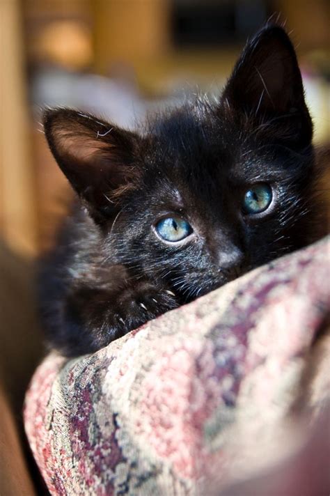 ᕈᏋɬɨɬᏕ ʄᏋℓɨŋᏕ Cute Black Cats Pretty Cats Cats