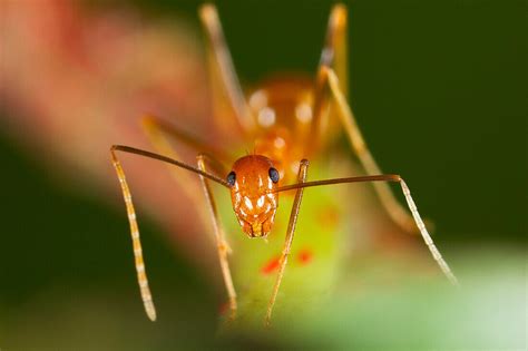 Yellow Crazy Ant Anoplolepis Bild Kaufen 71007587 Lookphotos