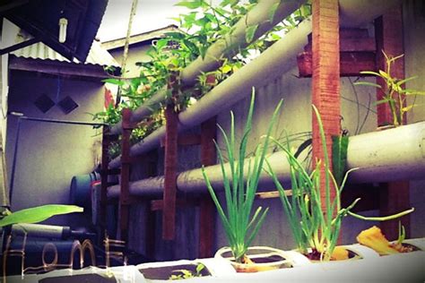 Berkebun di apartemen atau teras rumah sangat cocok bagi anda yang tinggal di kawasan perkotaan. Kala Halaman Rumah Sempit Disulap Jadi Kebun Sayur dan ...