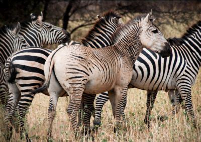Best 20 Zebra, Zorse and Zonkey images on Pinterest | Zebras, Donkey