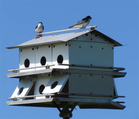 Tree Swallow Bird Houses Lebians Sex